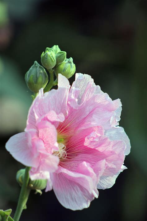 植物芙蓉